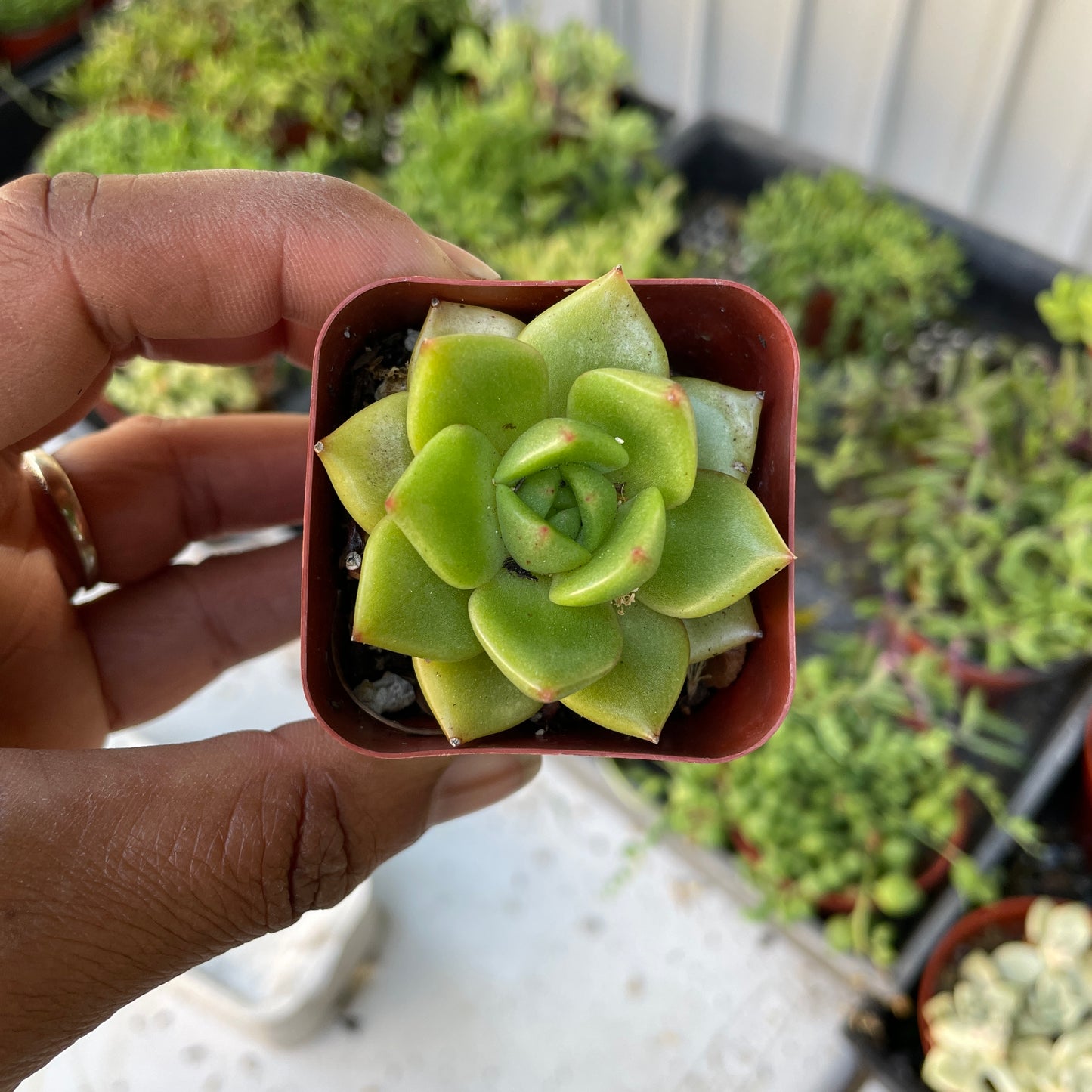 Imported Succulent - K12