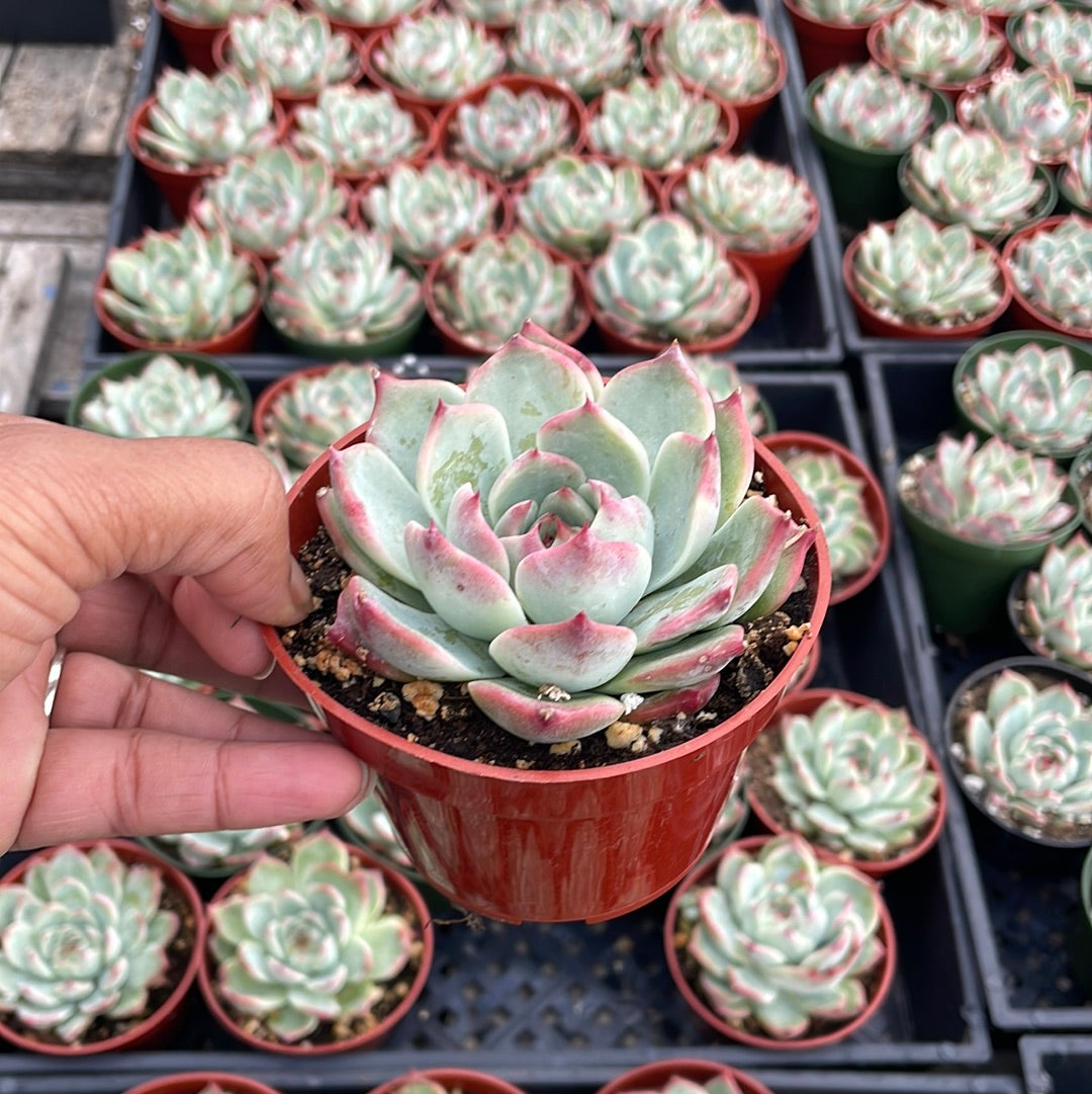 Echeveria Tippy
