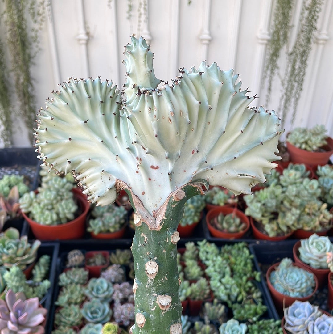 Euphorbia Lactea Cristata