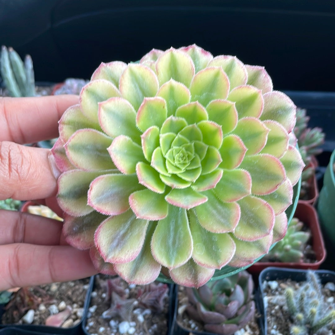 Aeonium Fiesta
