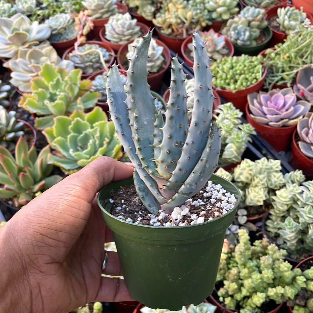 Mountain Aloe - Aloe Marlothii