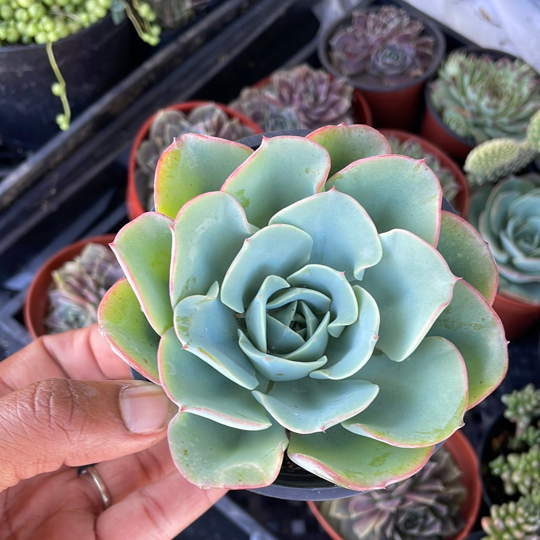 Echeveria Atlantis