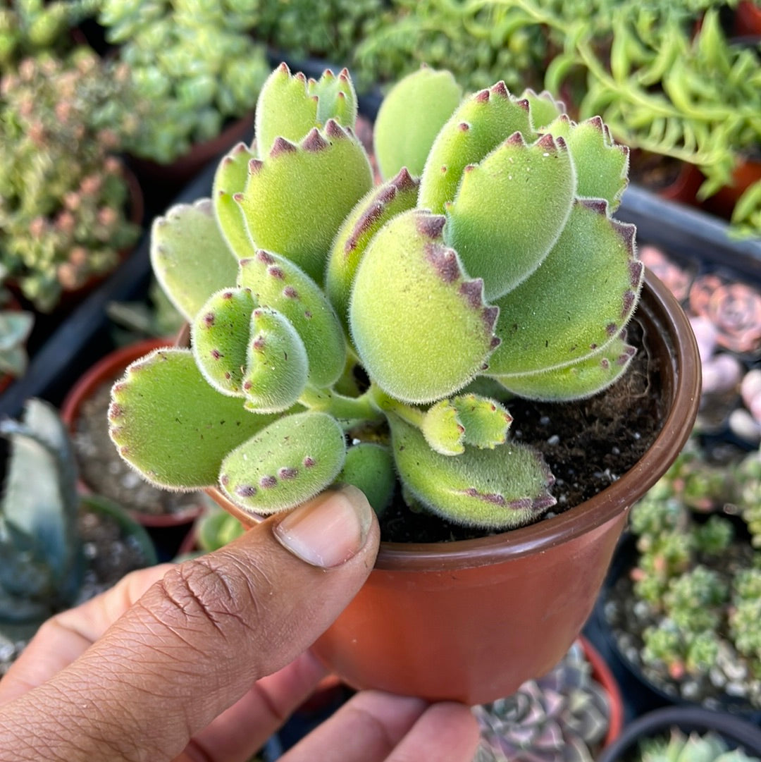 Bear Paw - Cotyledon Tomentosa