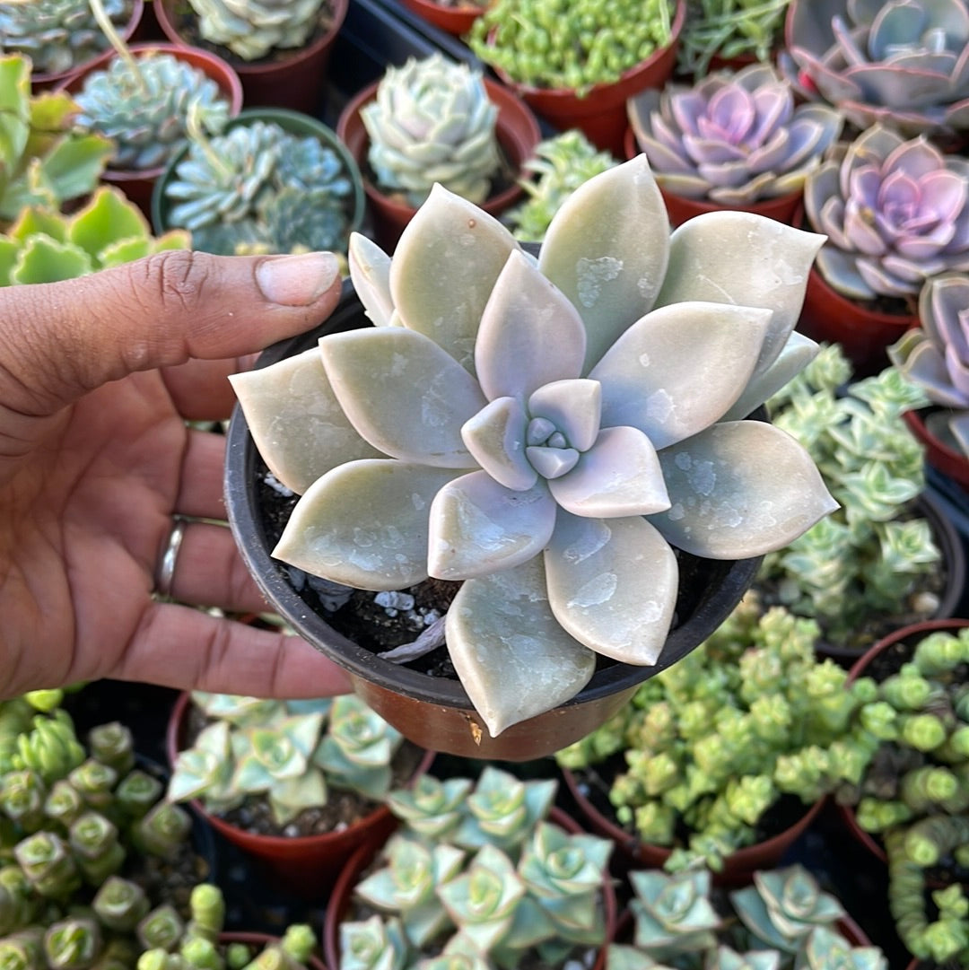 Graptopetalum var.