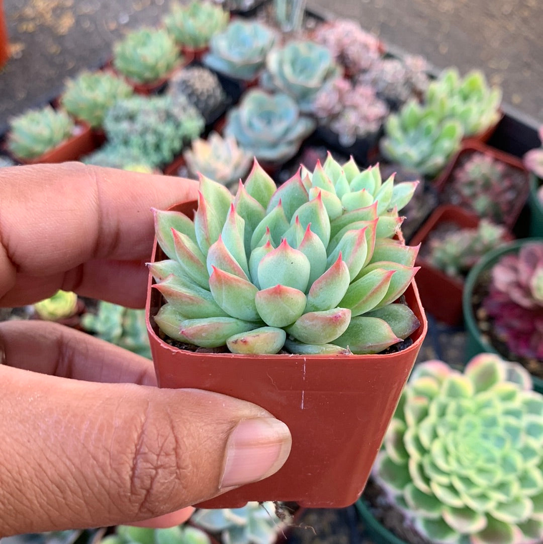Echeveria sp 3