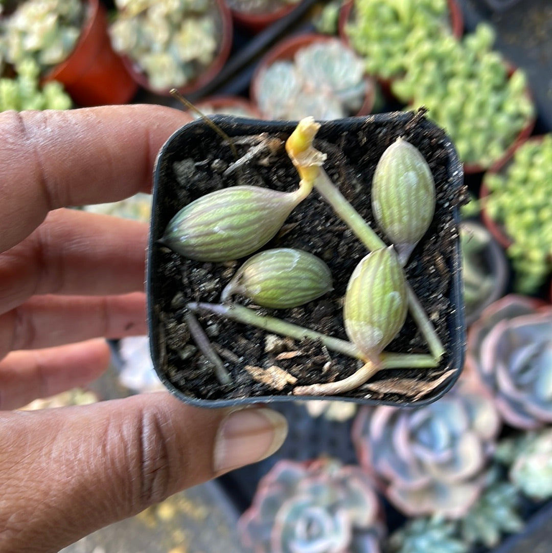 String of Watermelon cutting