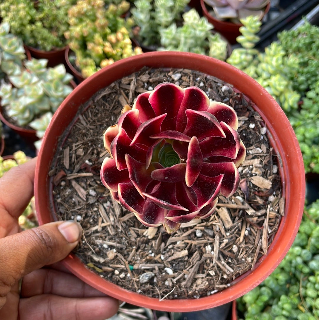 Aeonium Superbang