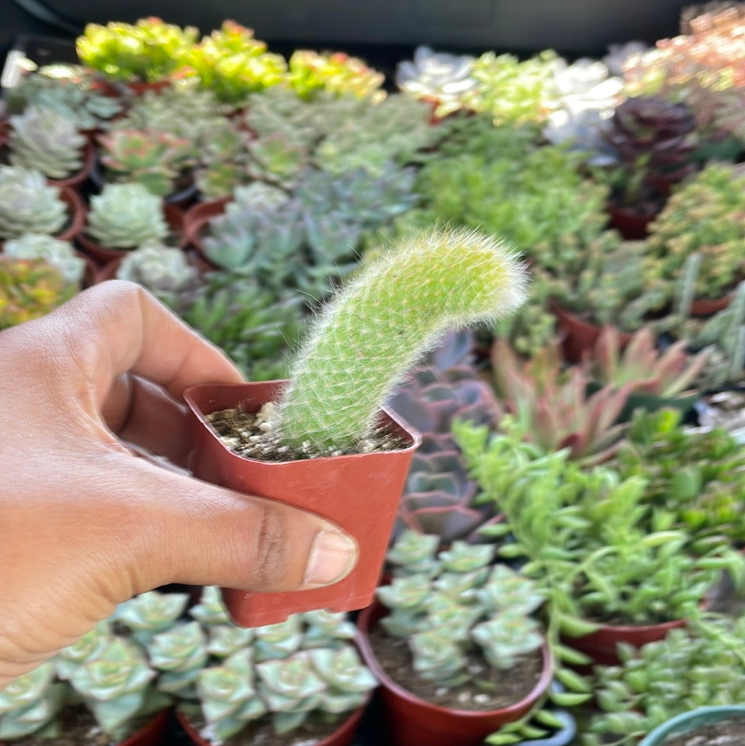 Monkey Tail Cactus