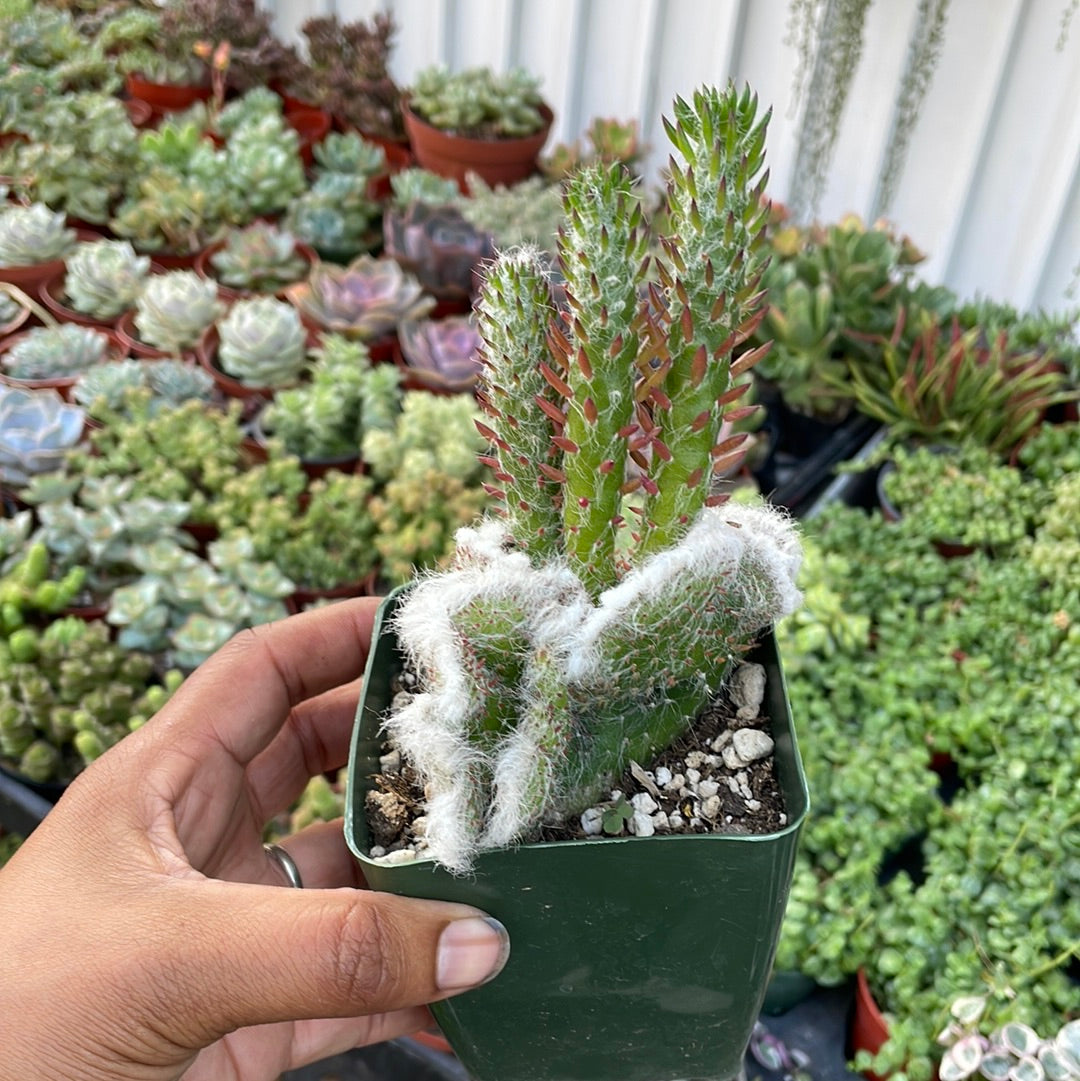 Crested Opuntia Subulata Awl Cactus
