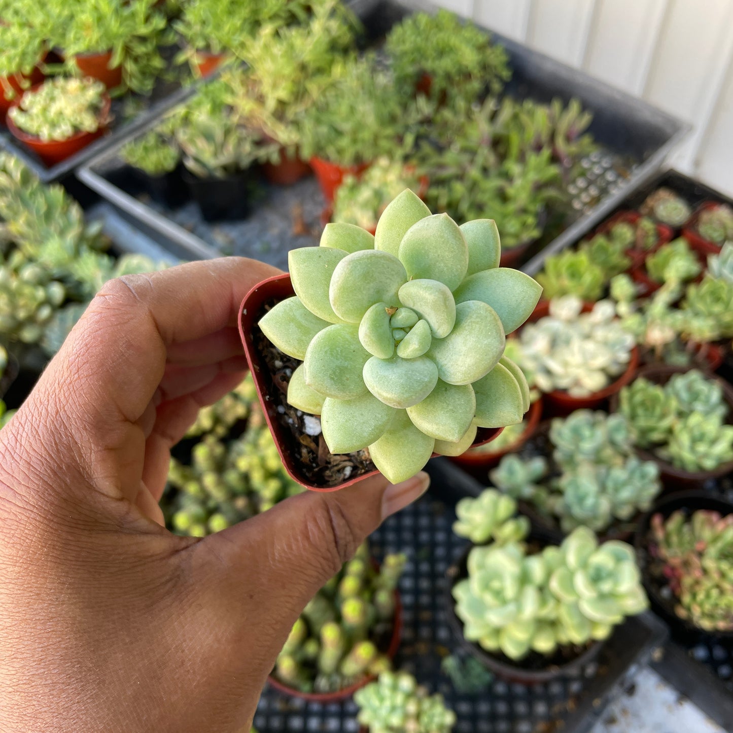 Imported Echeveria - K2
