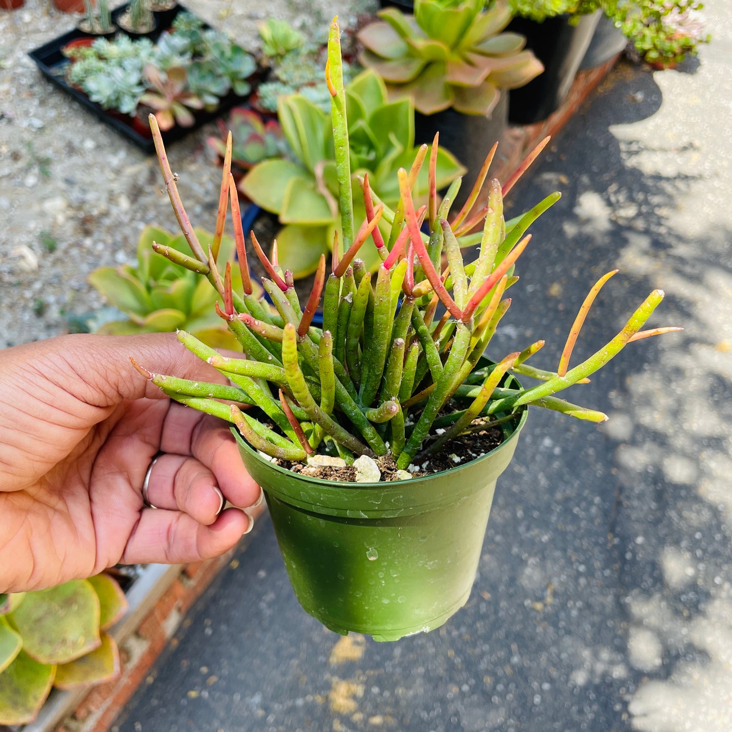 Rhipsalis Baccifera Mistletoe Cactus