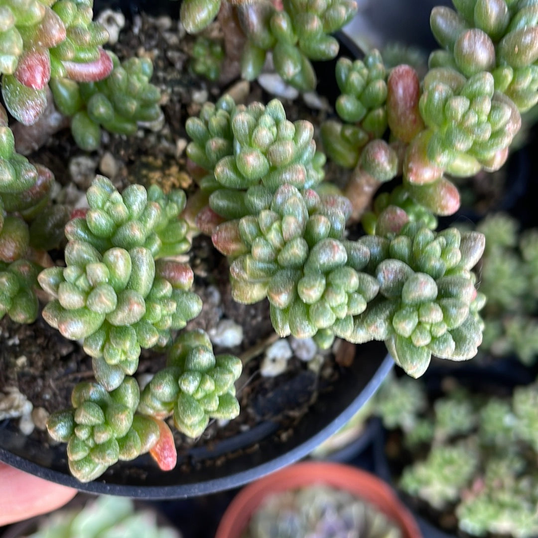 Sedum furfuraceum - Bonsai Sedum