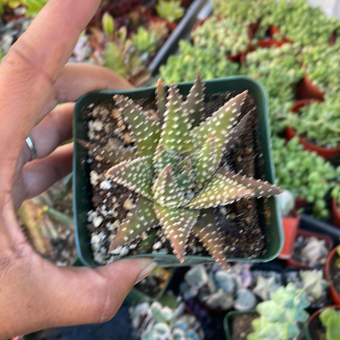 Tulista pumila - Pearl Plant