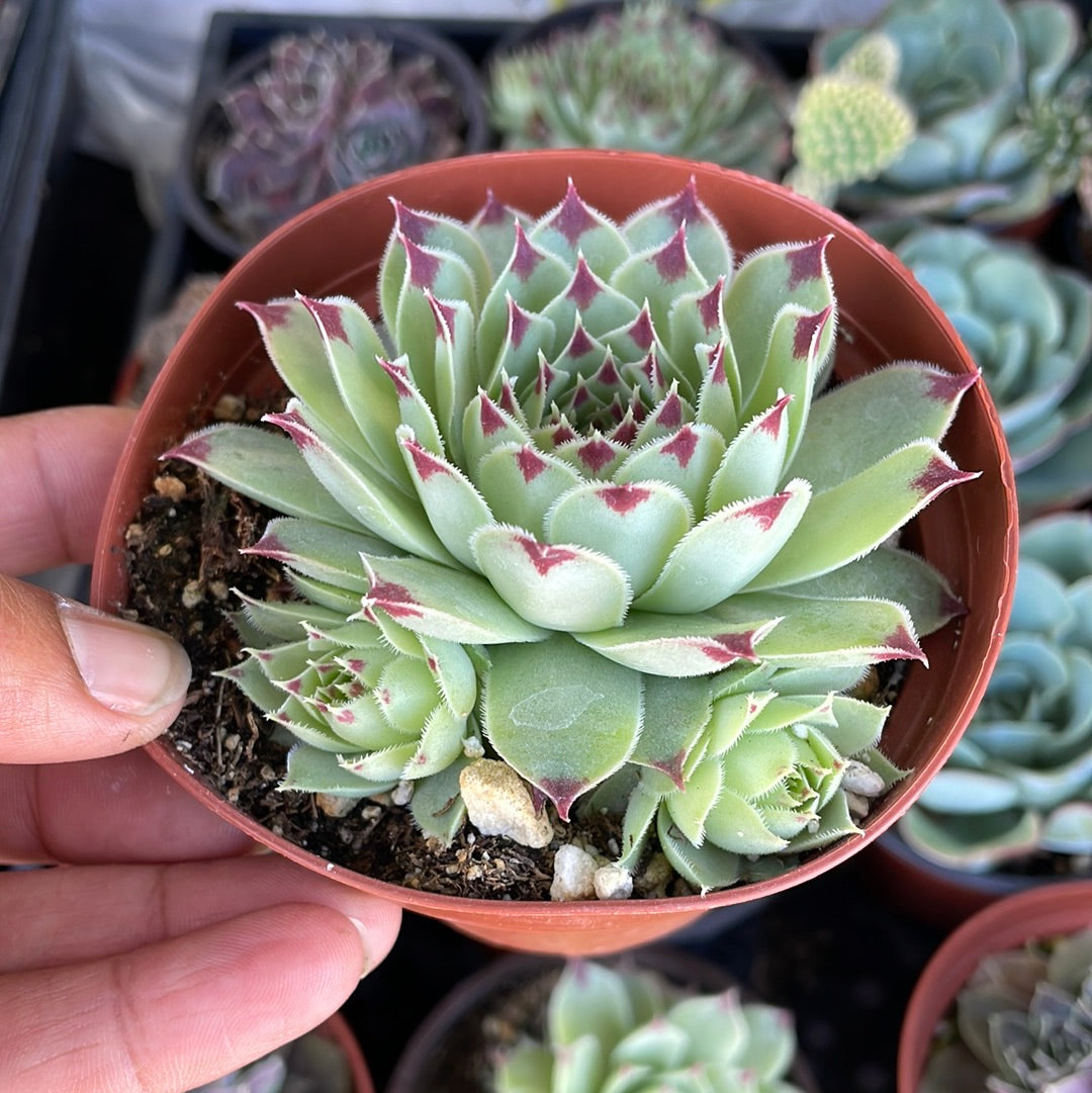 Sempervivum Nigricans