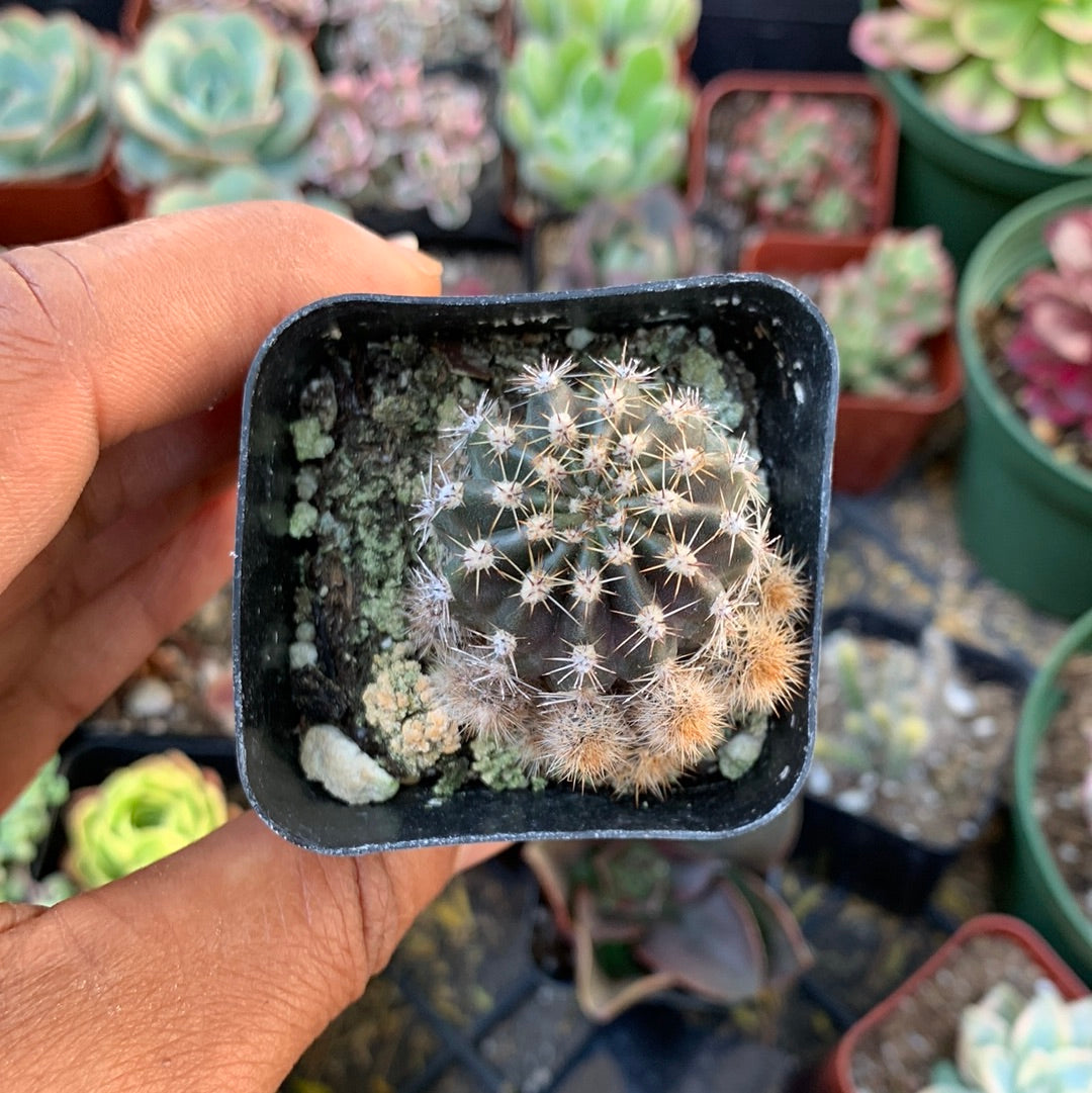 Cactus sp 1