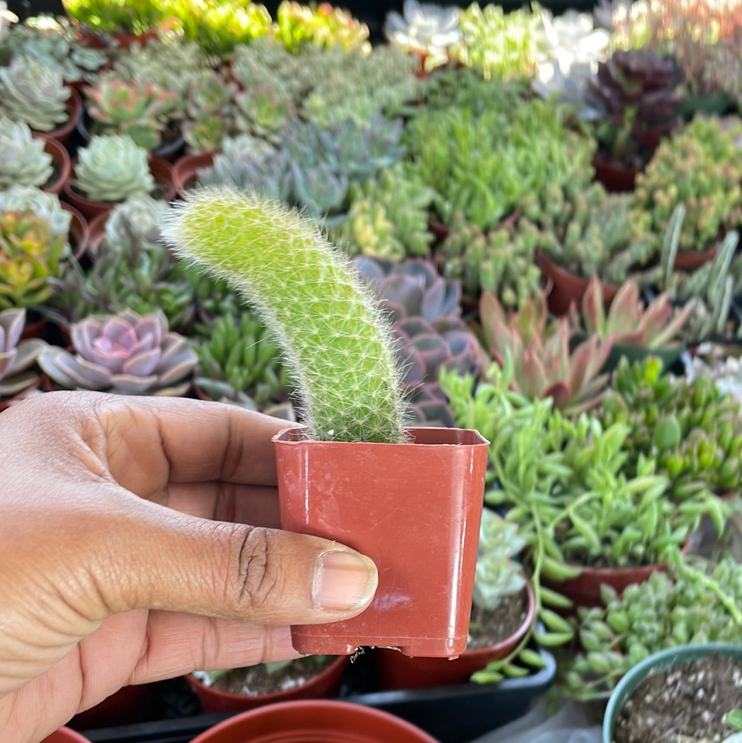 Monkey Tail Cactus