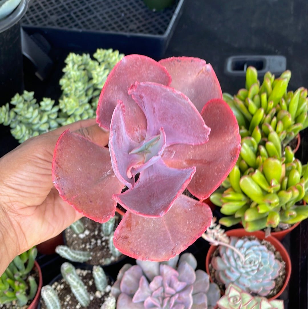 Echeveria Gibbiflora Hybrid