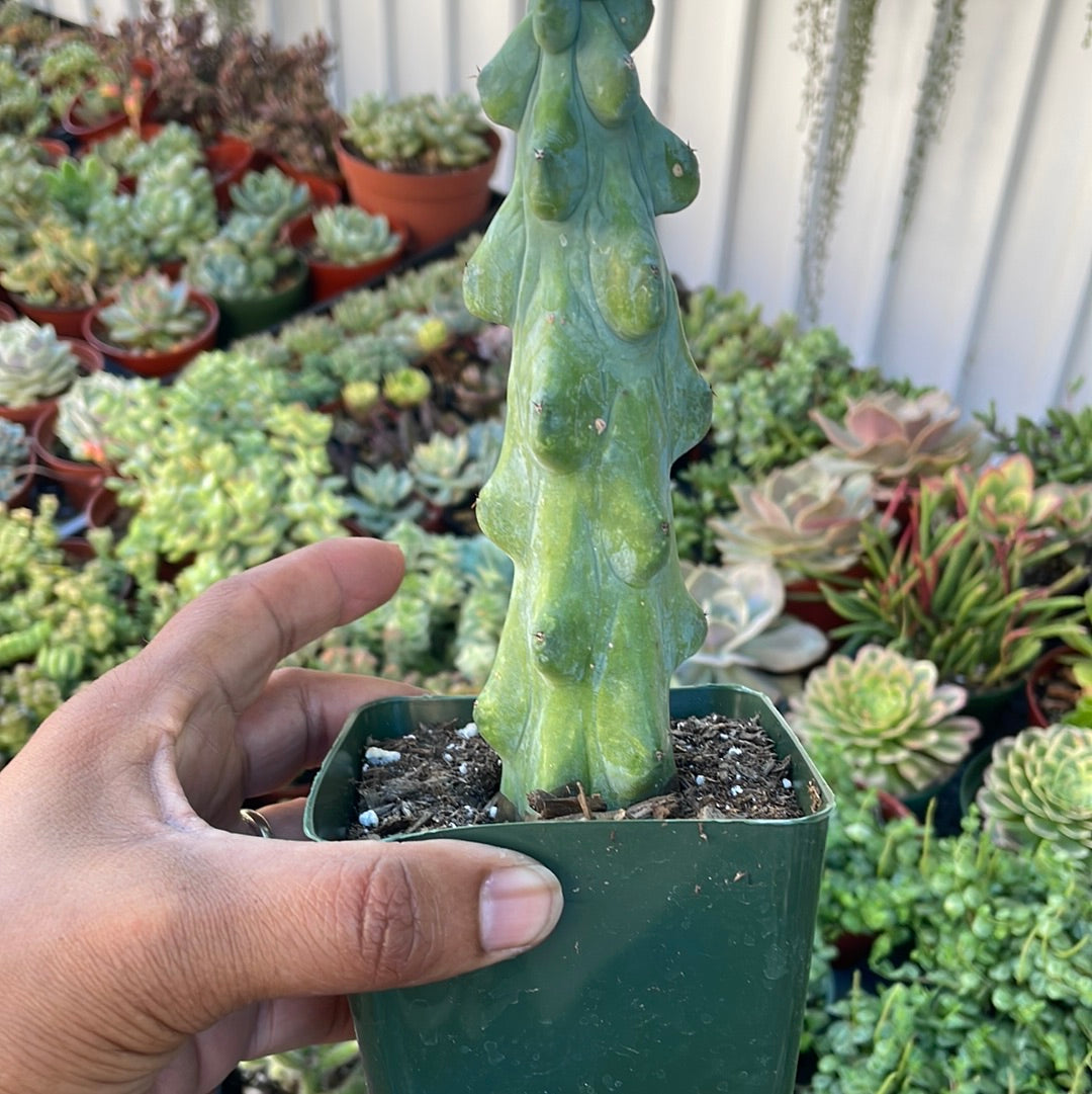 Boobie Cactus