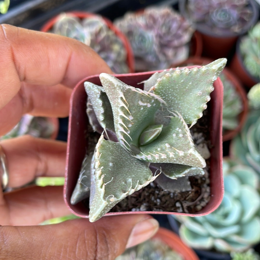 Tiger Jaw -Faucaria tigrina