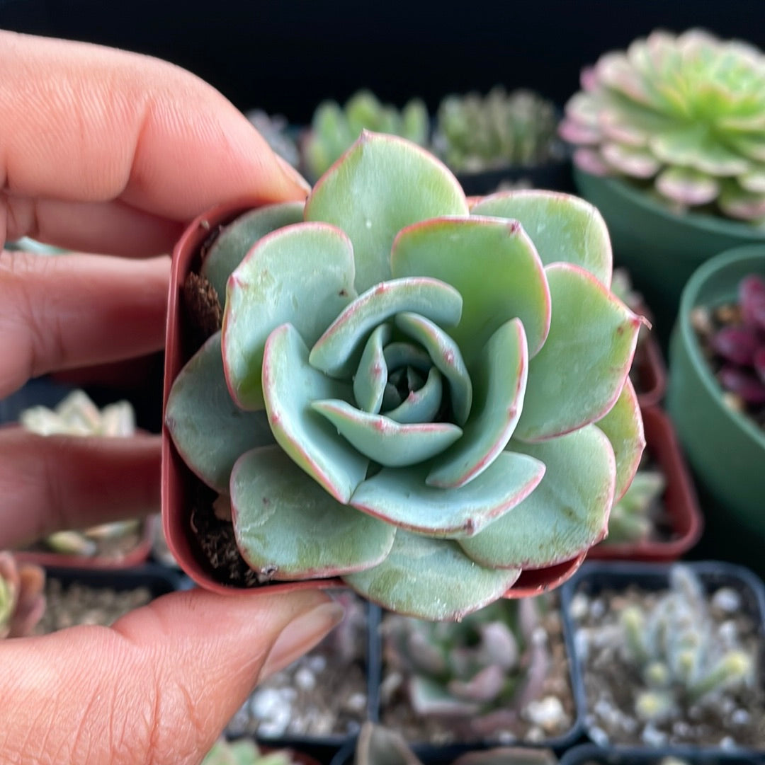 Echeveria Atlantis
