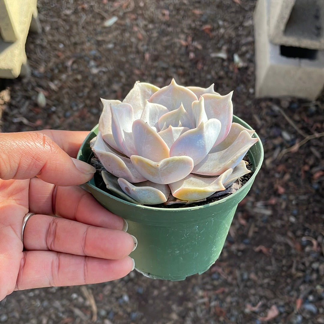 Echeveria Lilacina