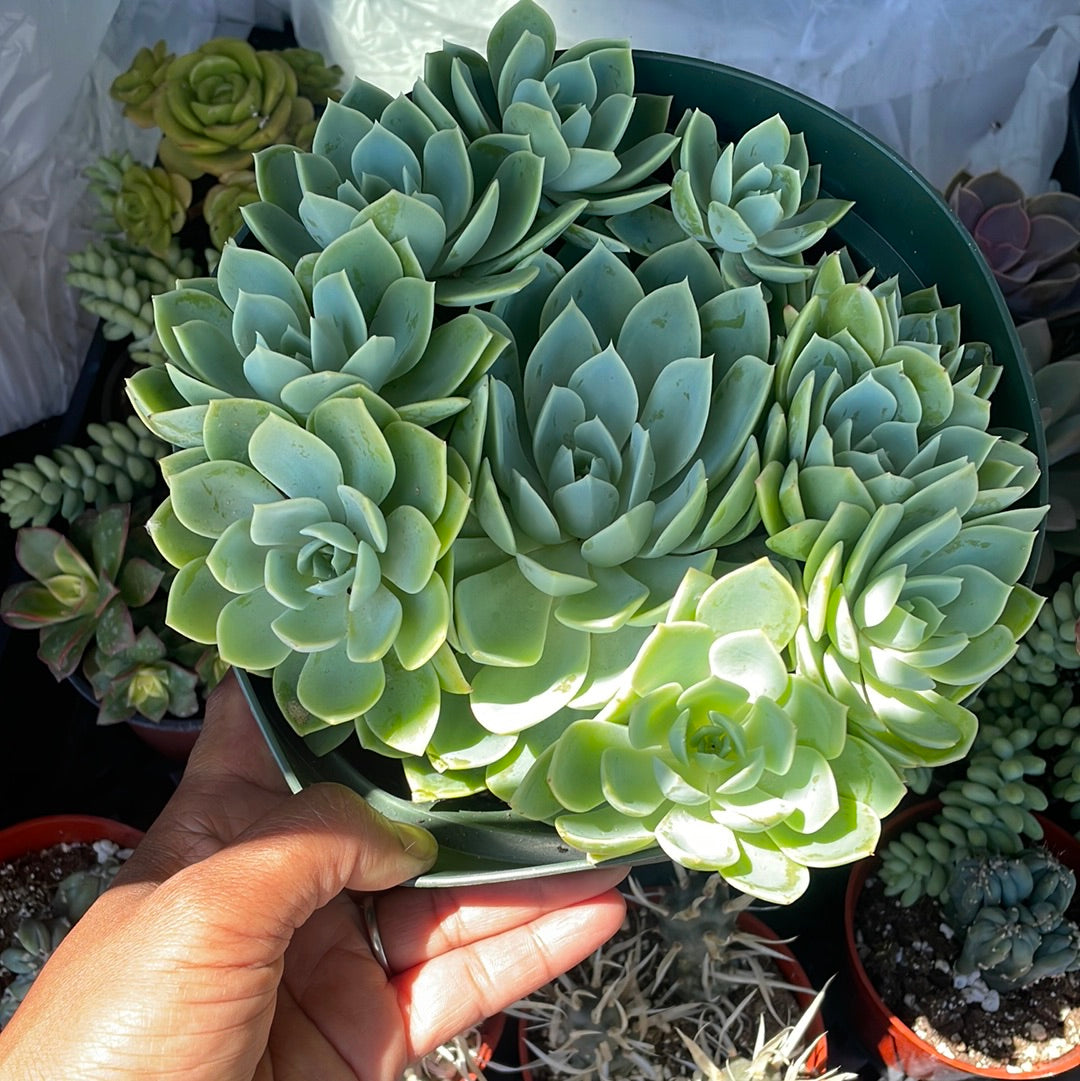 Echeveria Blue Atoll