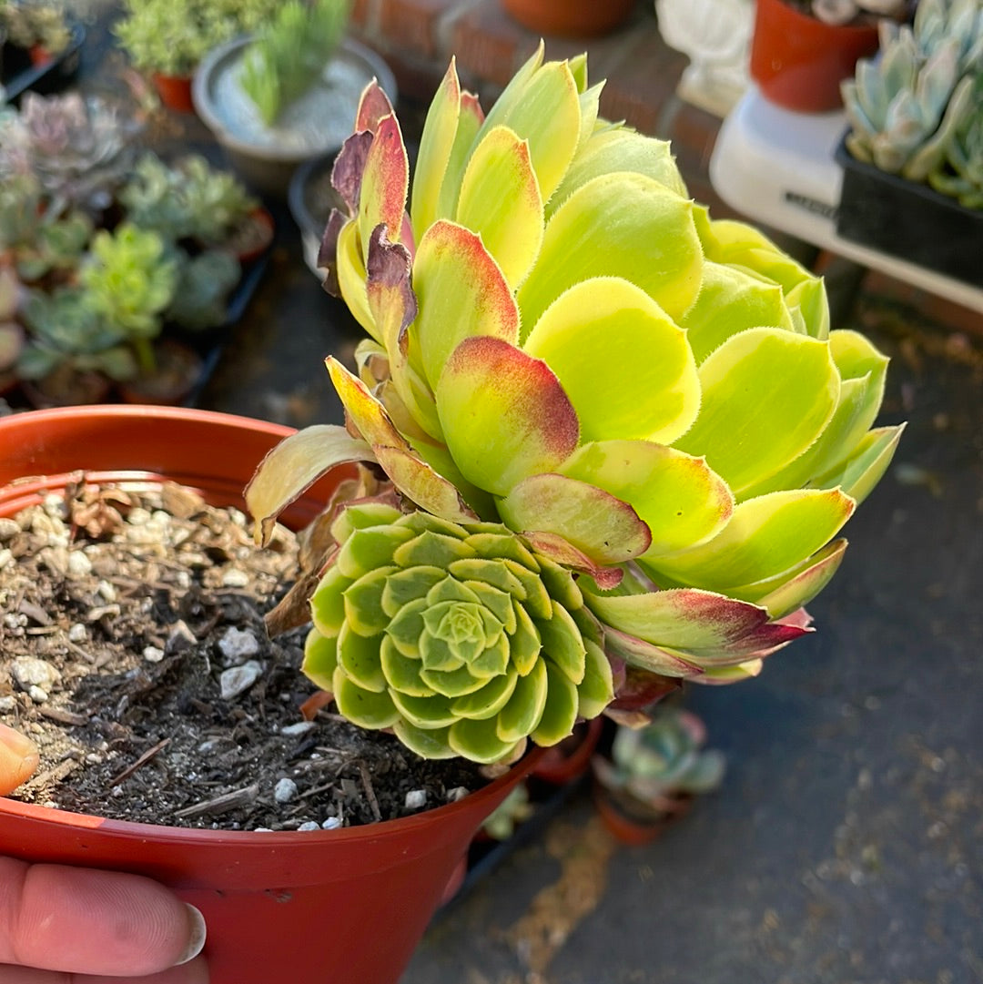 Aeonium Fiesta