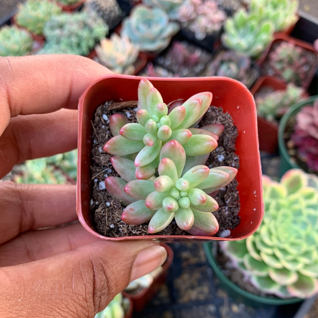 Sedum Rubrutinctum - Aurora
