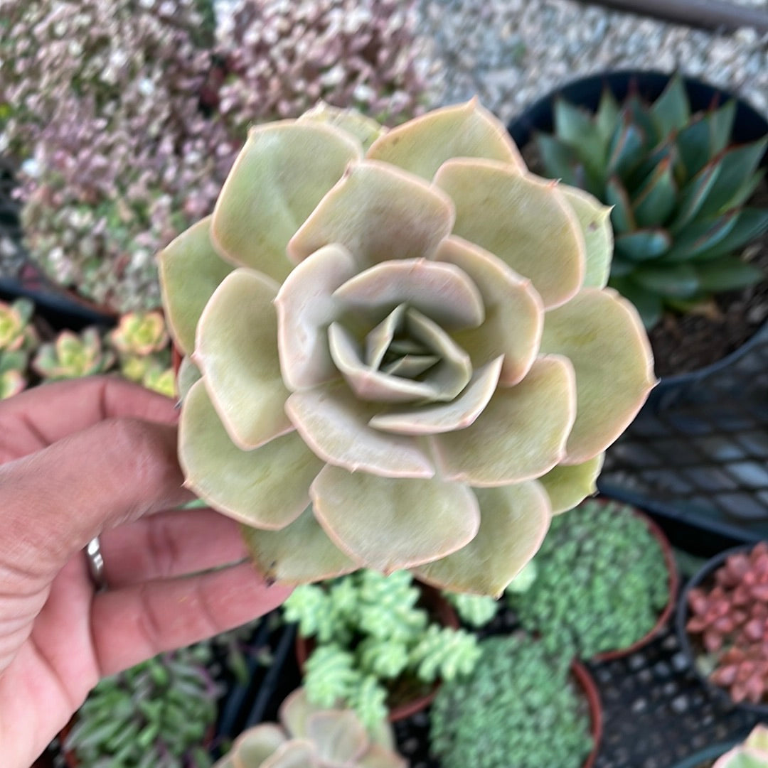 Echeveria Lolita