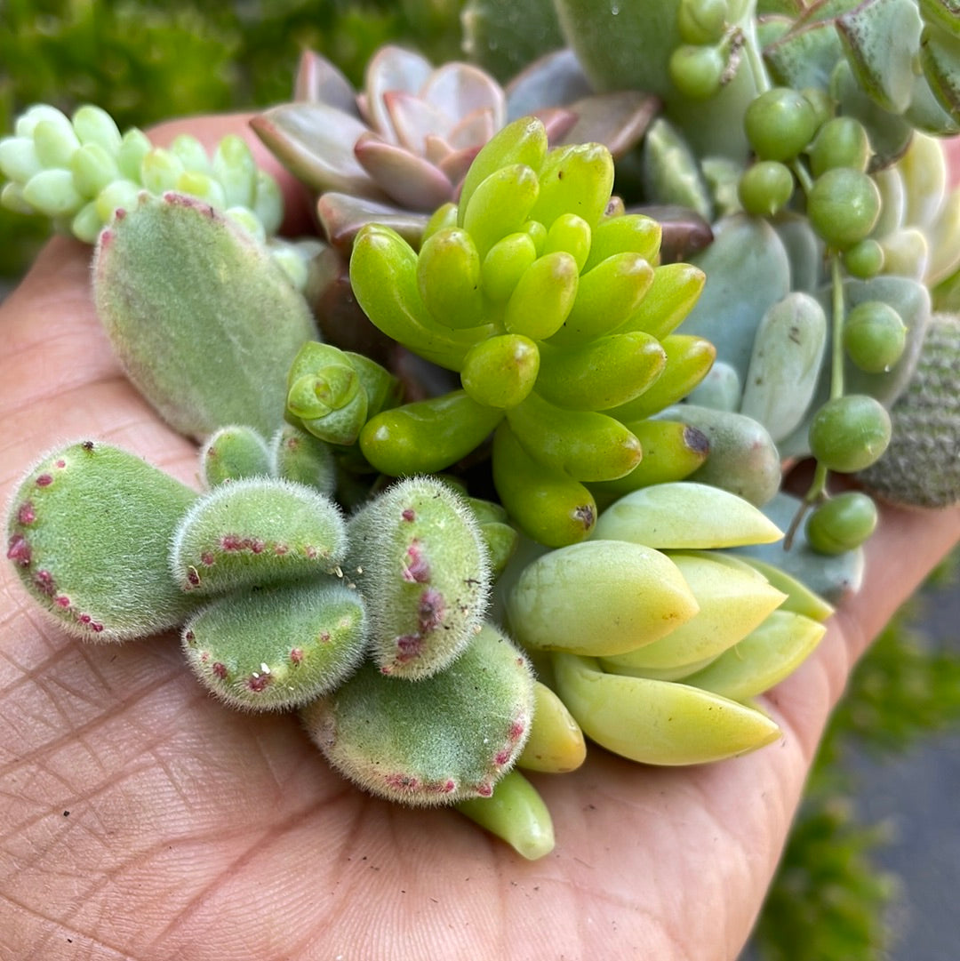 Succulent Cuttings