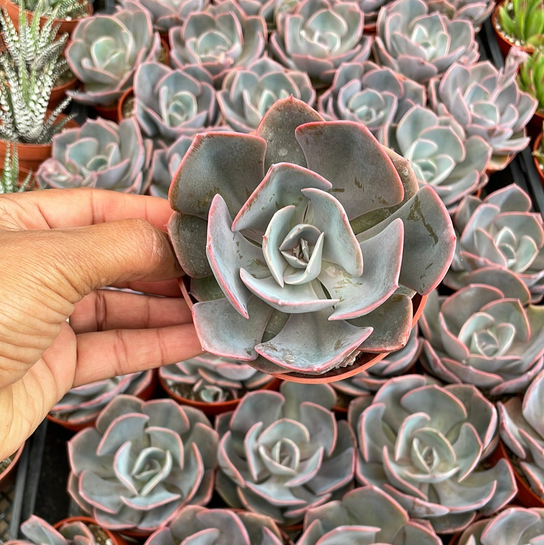 dusty rose succulent Echeveria 'Dusty Rose'