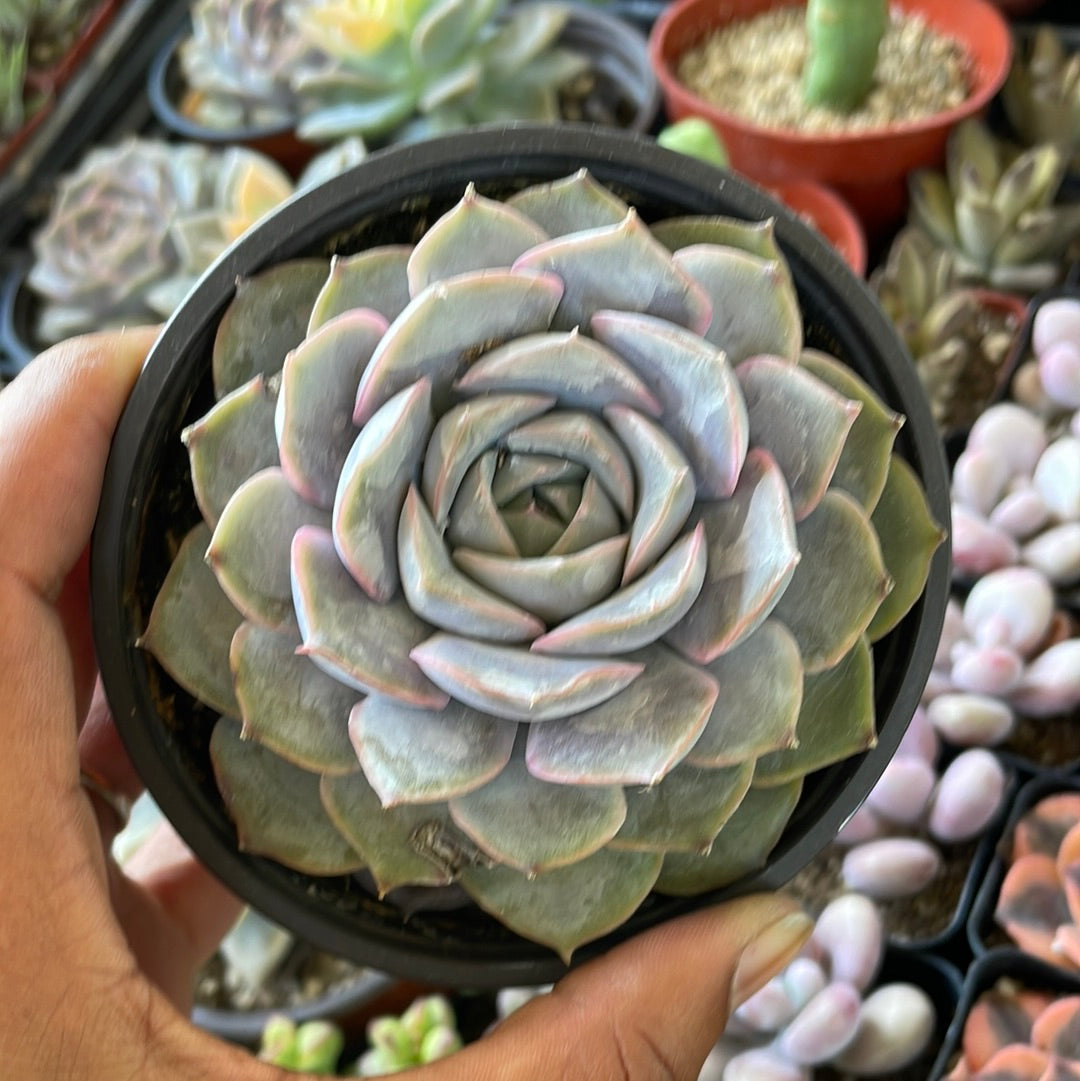 Chonky Echeveria