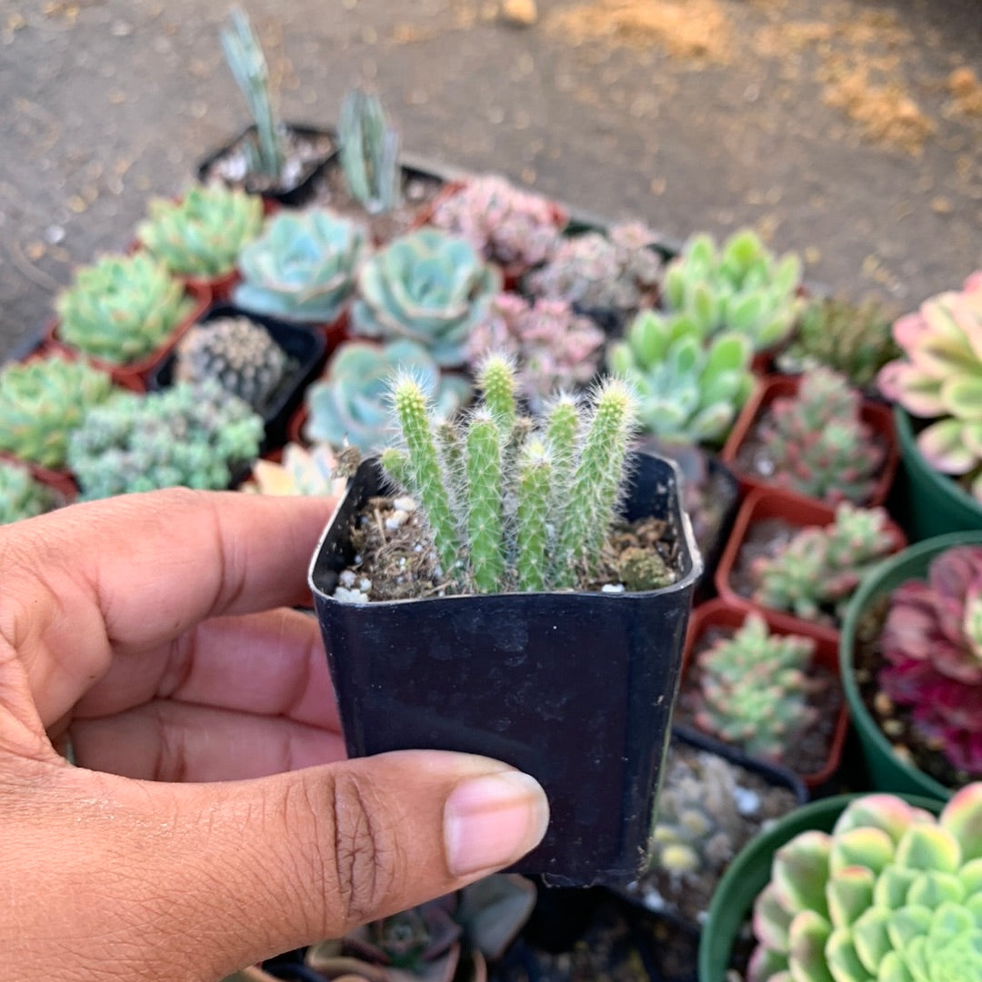 Rattail Cactus