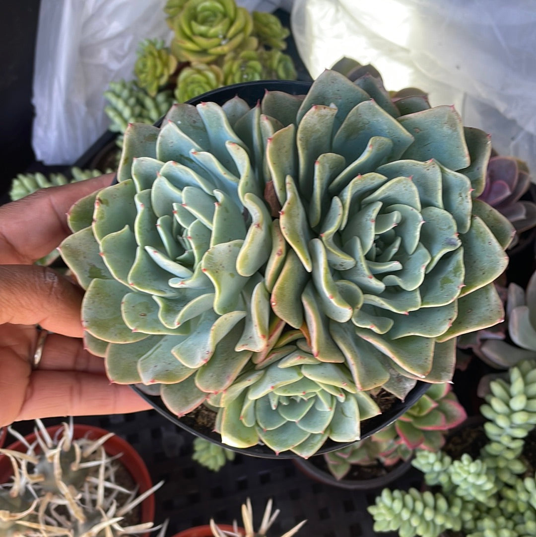Echeveria Swirls