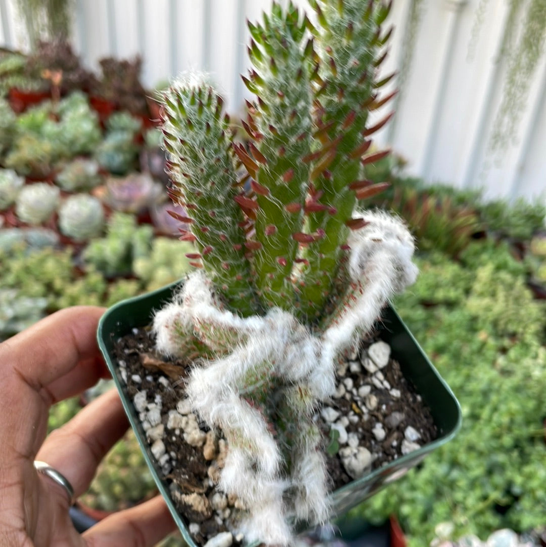 Crested Opuntia Subulata Awl Cactus
