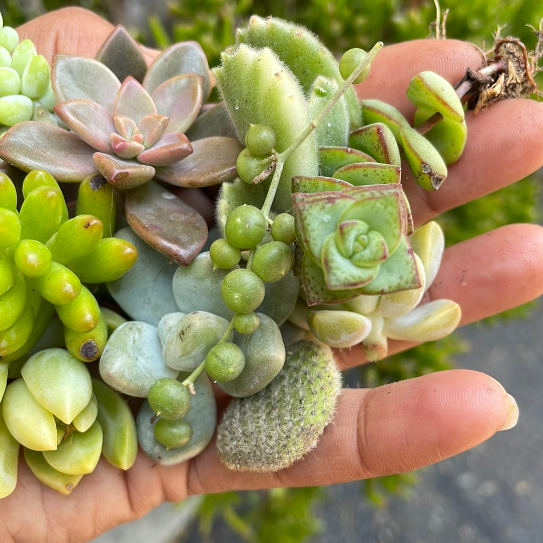 Succulent Cuttings