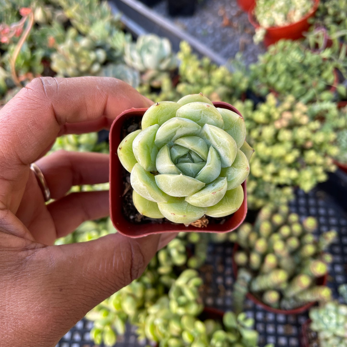 Echeveria Import - K1