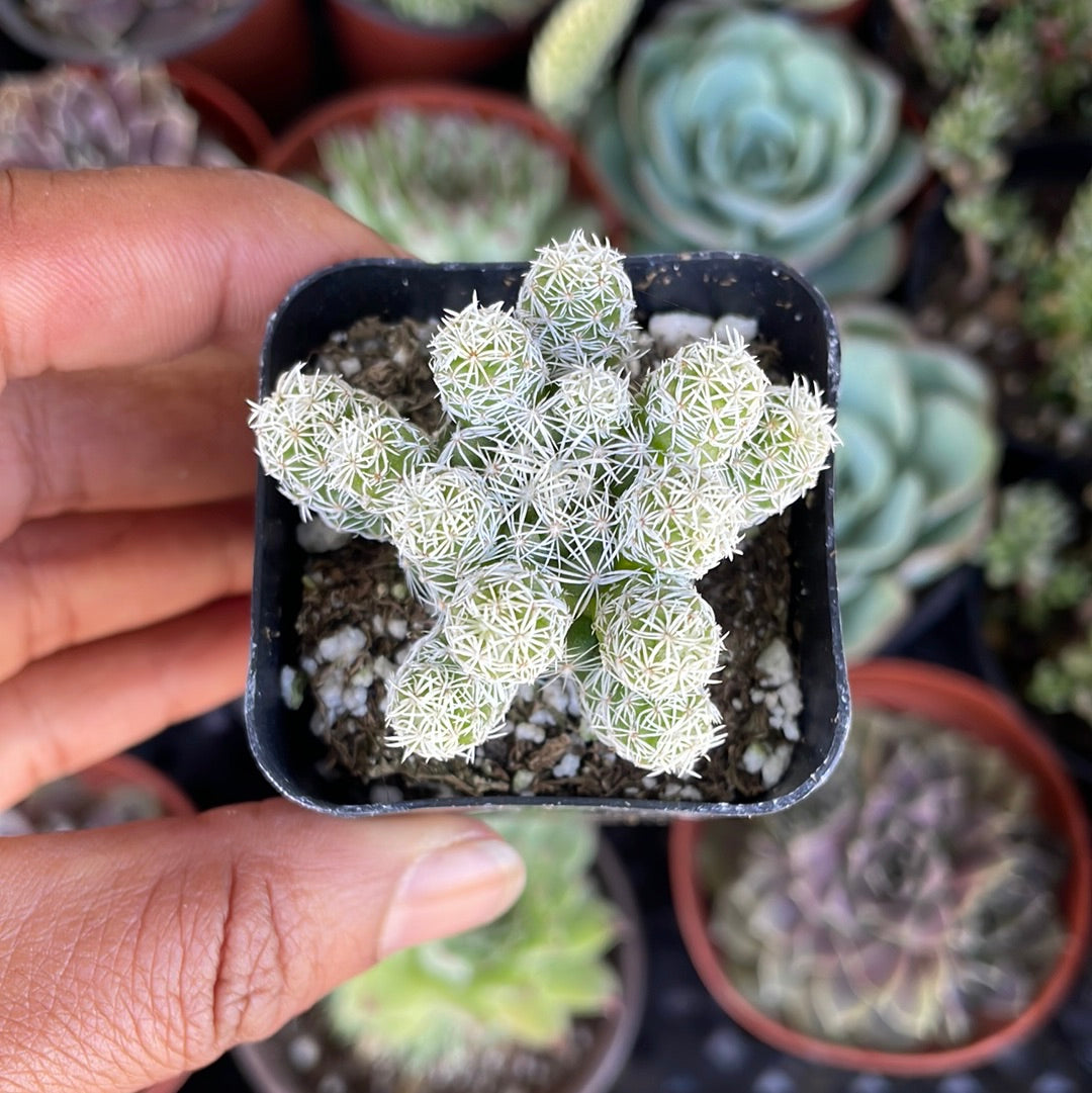 Thimble Cactus - Mammillaria gracilis fragilis