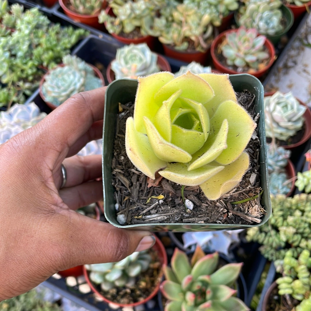 Aeonium canariense virgineum