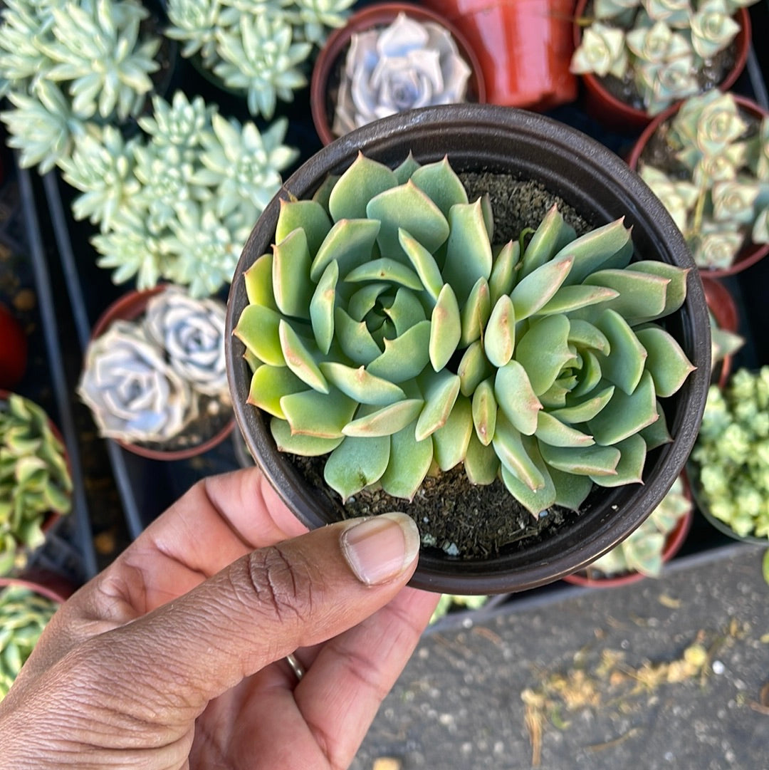 Echeveria Ramilette Cluster