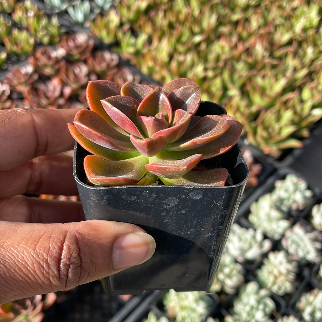 Echeveria Melaco