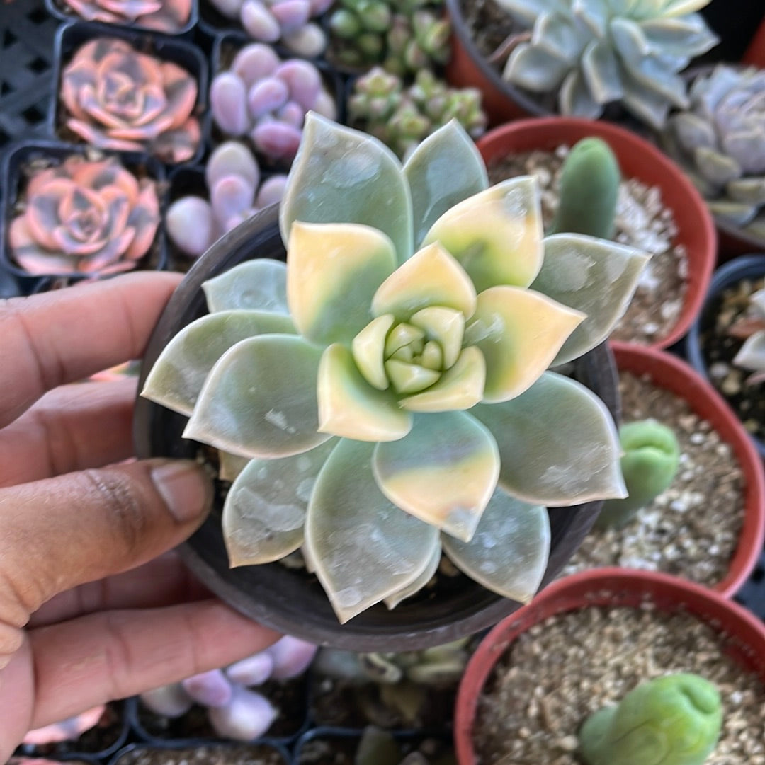 Variegated Graptopetalum Var.