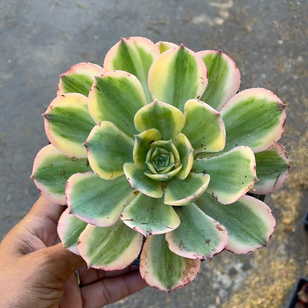 Imperfect Aeonium Sunbursts