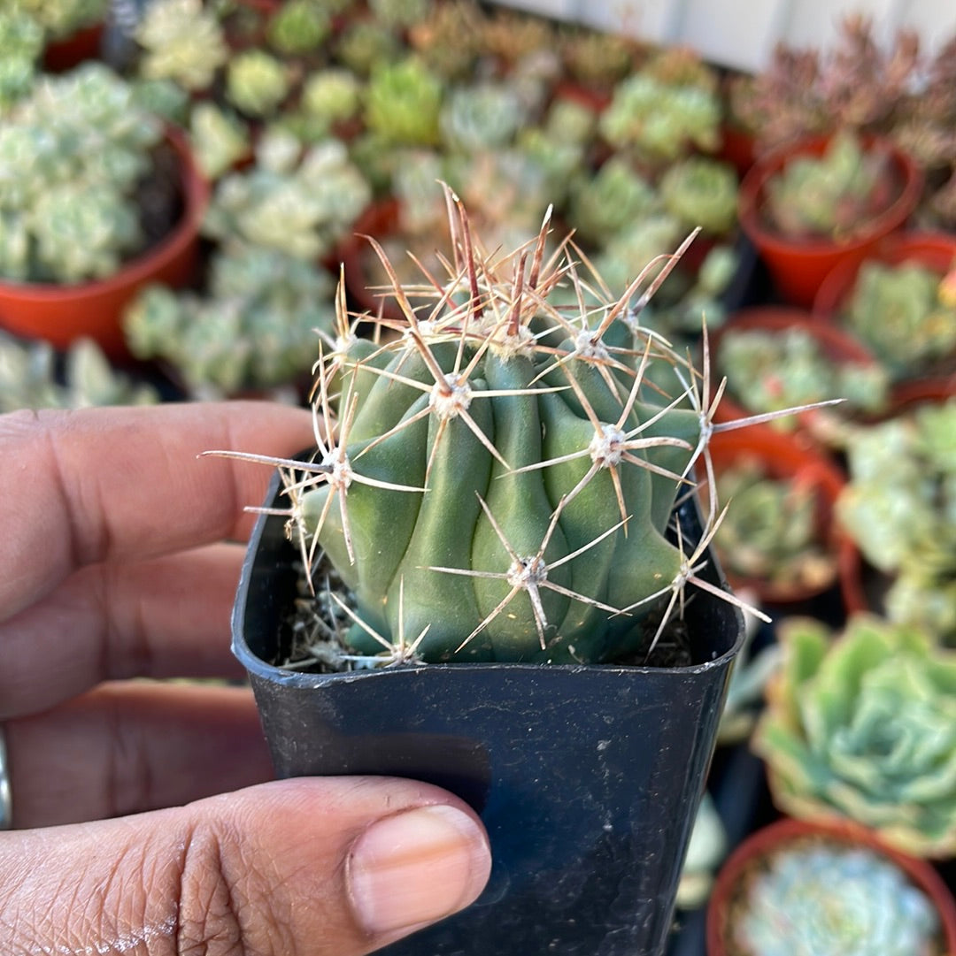 Devil’s Tongue Cactus