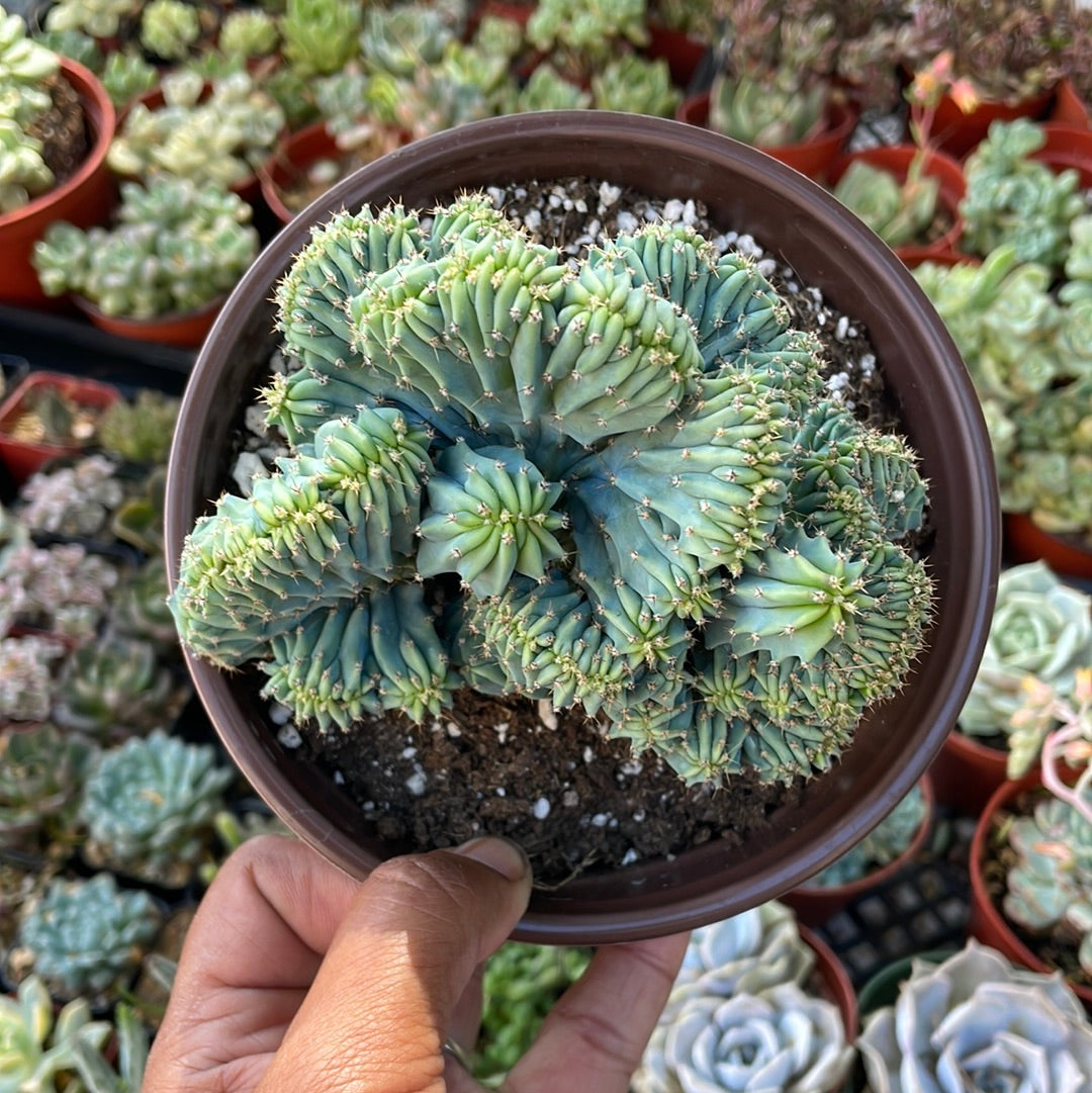Myrtillocactus geometrizans crested