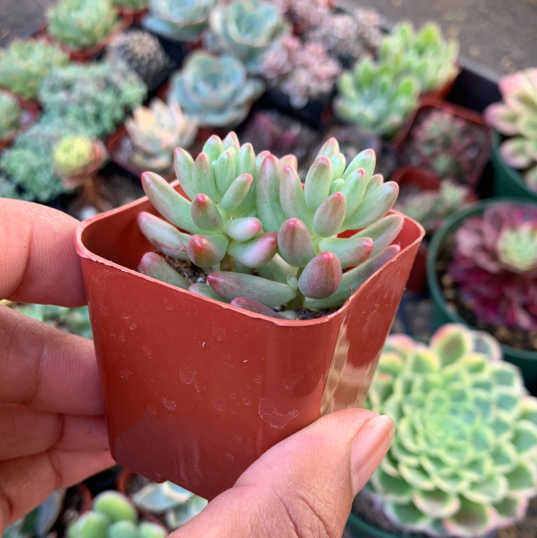Sedum Rubrutinctum - Aurora