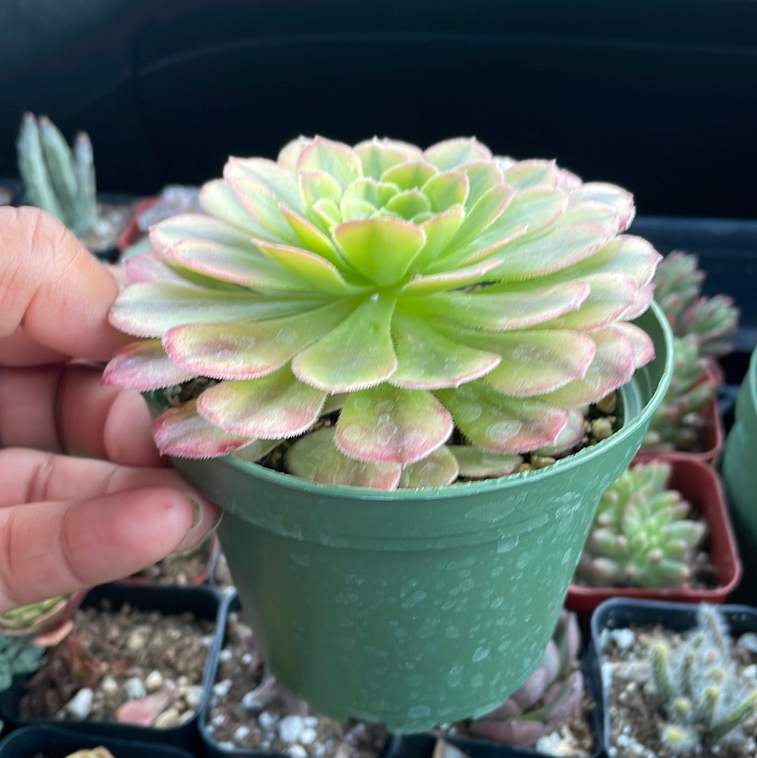Aeonium Fiesta