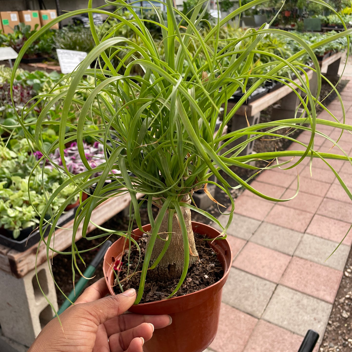 Pony Tail Palm