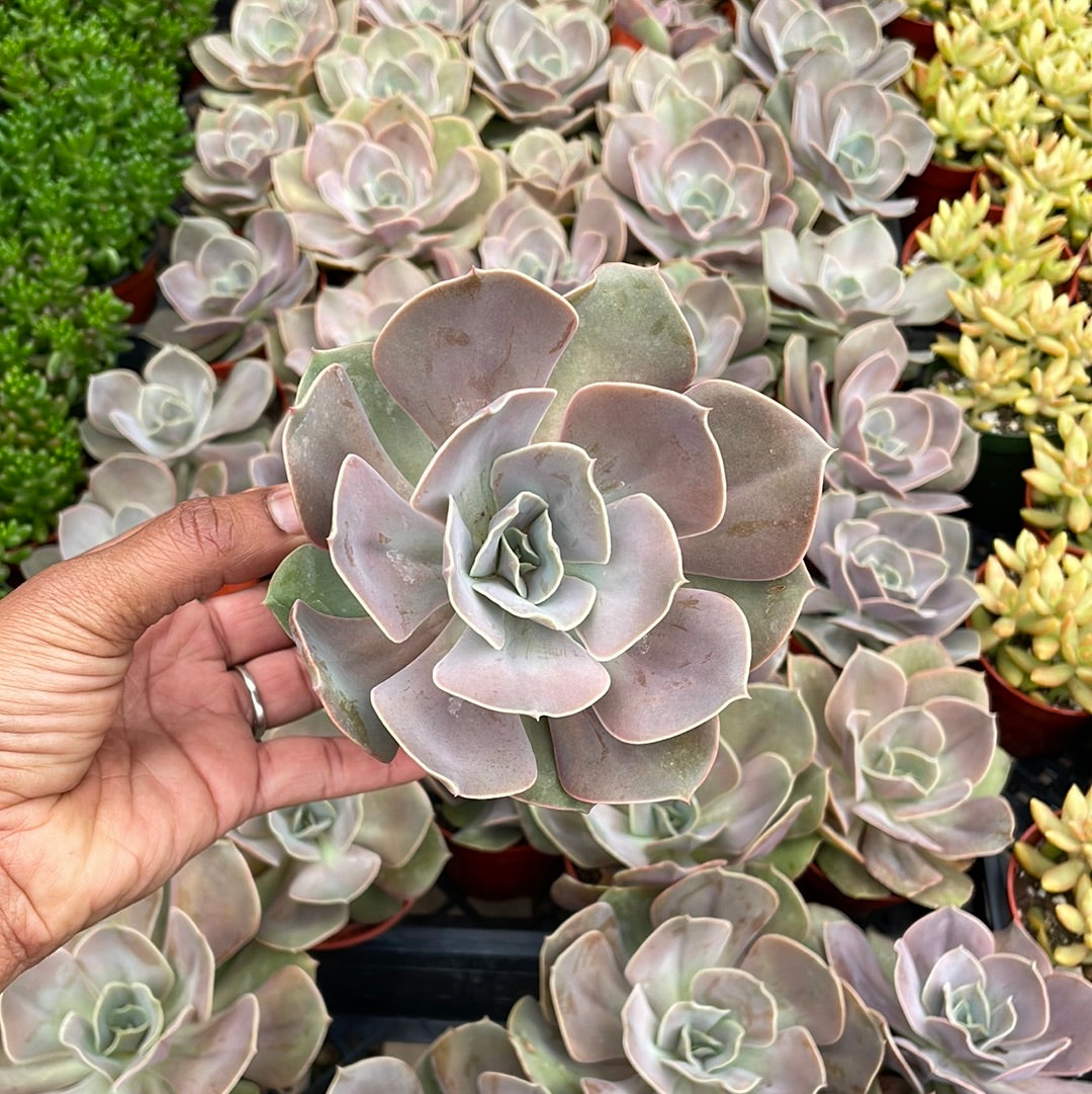 Echeveria Sp