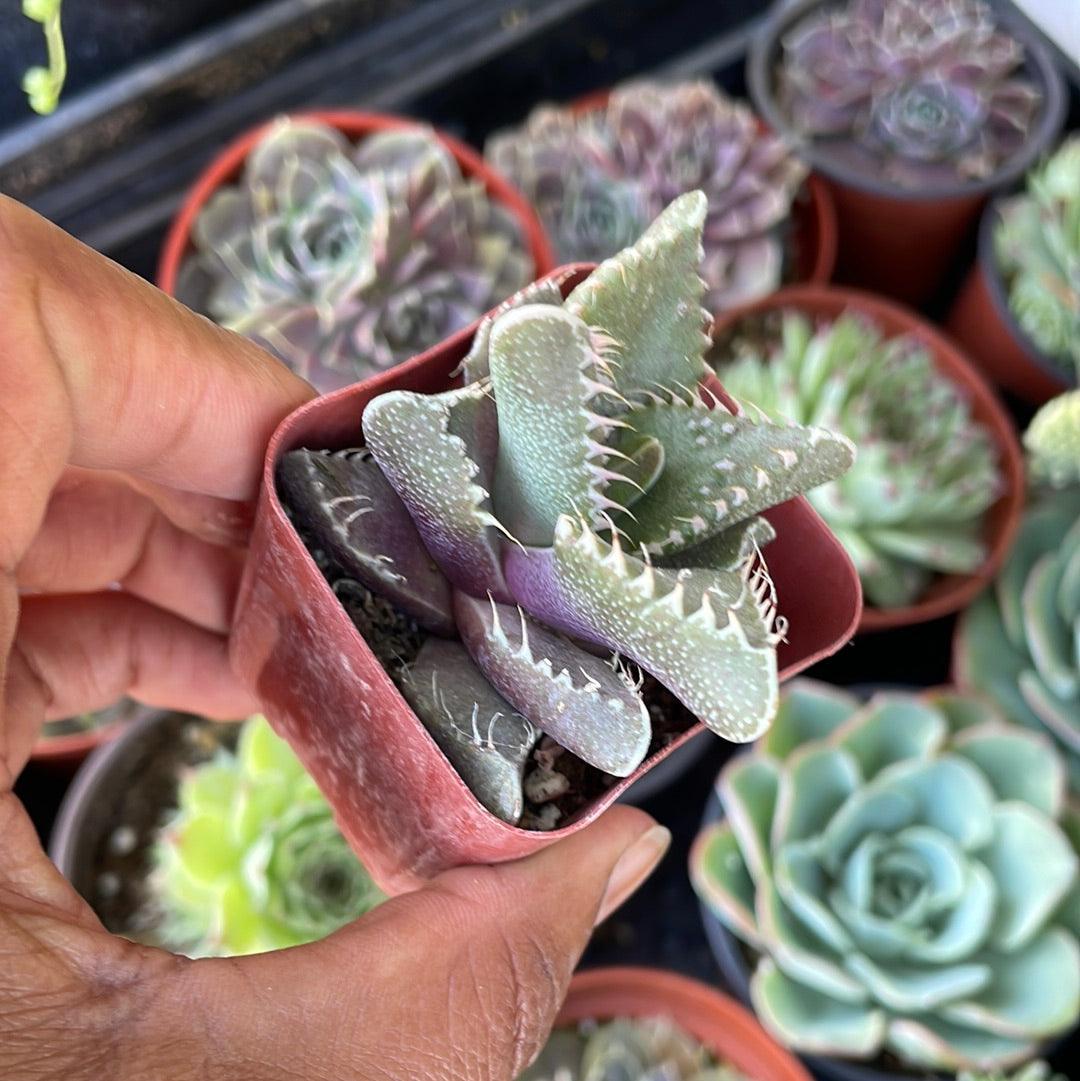 Tiger Jaw -Faucaria tigrina